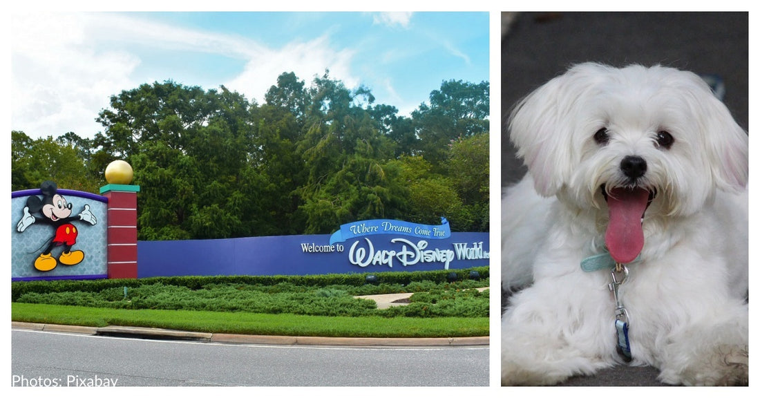 Dog Rescued From Hot Car In Disney World Parking Lot After Barking For Help