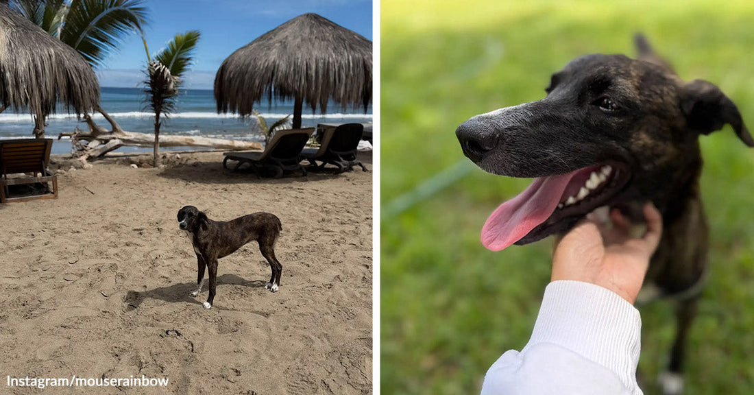 Split-screen showing a skinny dark dog standing alone on a beach and later panting happily while being gently scratched.