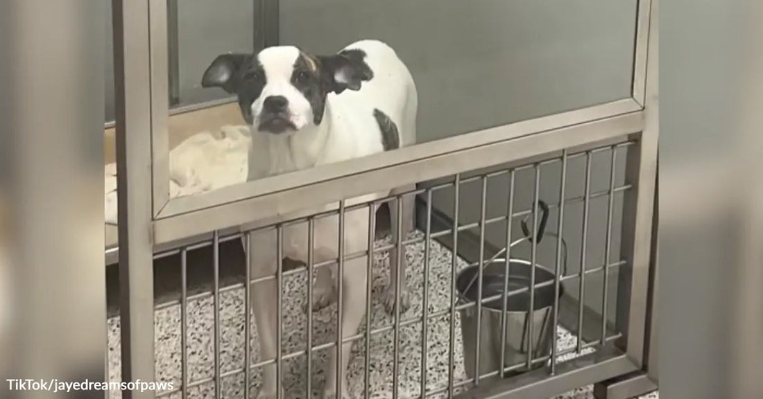 Black-and-white dog standing alone inside a glass-front shelter kennel beside a metal water bowl.