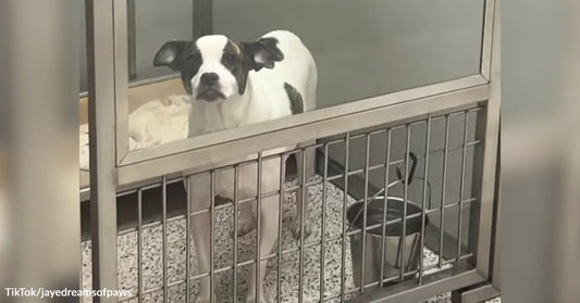 Black-and-white dog standing alone inside a glass-front shelter kennel beside a metal water bowl.