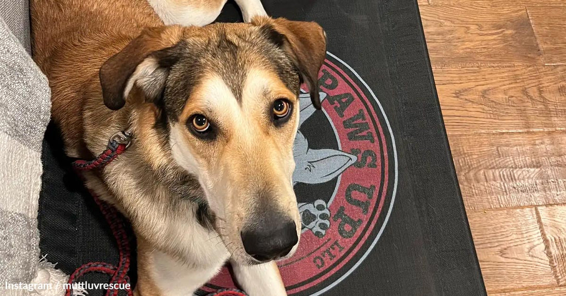 A tan and white dog looks up from a mat with a rescue logo while sitting indoors.