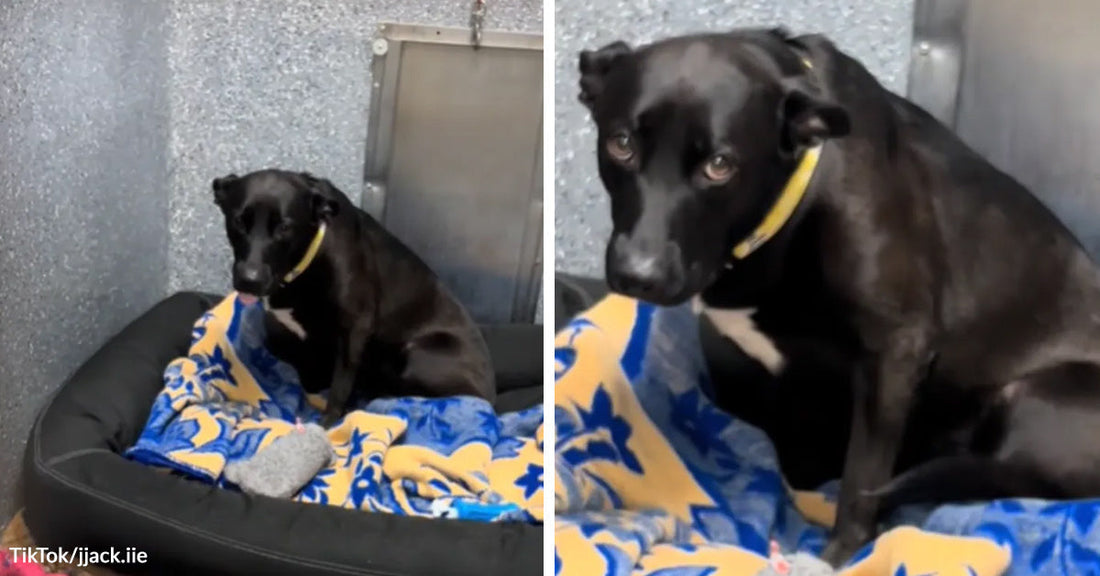 Black dog with a yellow collar sitting tensely on a blue blanket in a kennel, shown in two similar angles.