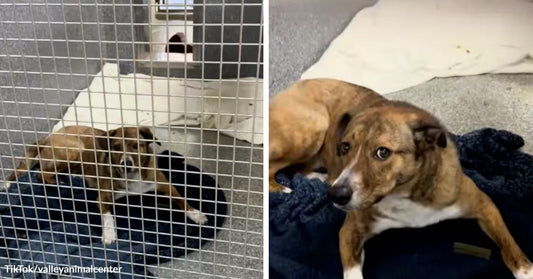 Nervous tan-and-white dog lies on bedding inside a kennel, paired with a closer image of the same dog looking up anxiously.