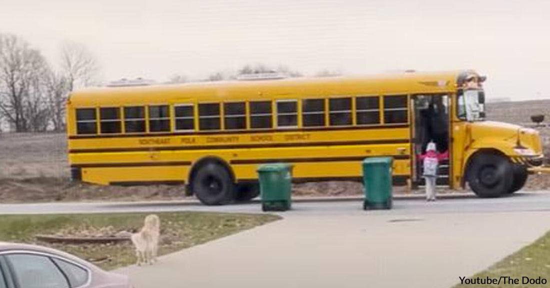 This Sweet and Protective Family Dog Guides a Little Girl to Her School Bus Every Day