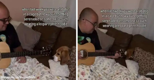 Split image showing a man playing guitar on a couch for a beagle tucked under blankets, with on-screen text about the dog being serenaded in a leopard-print hoodie.