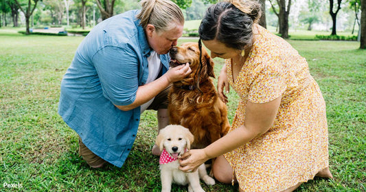 Life, Death, and Size — The Hidden Factors Affecting Your Dog's Lifespan