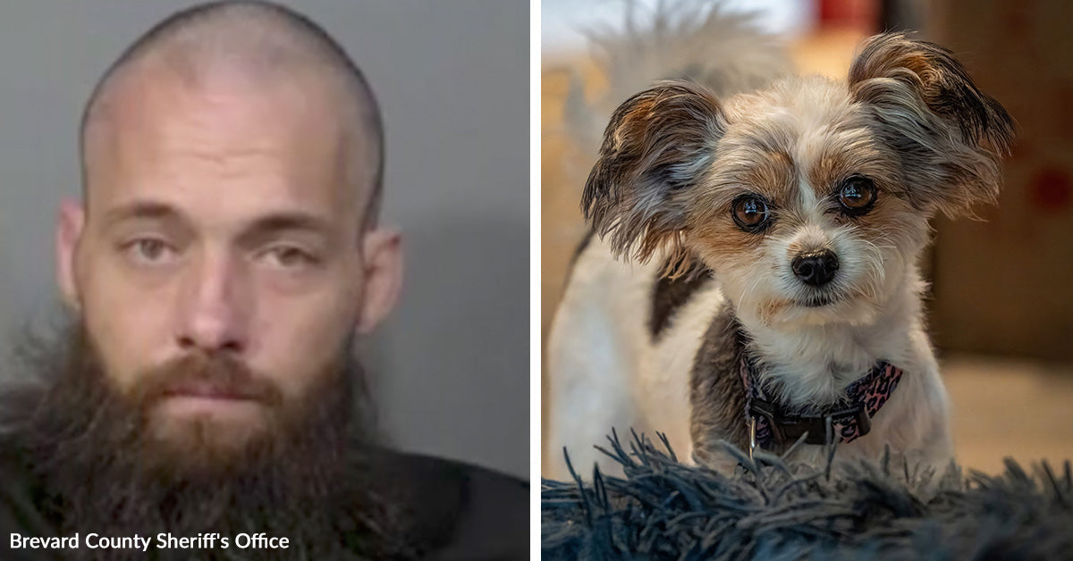 Animal Cruelty Arrest After Man Slams Small Dog To Ground In Restaurant ...