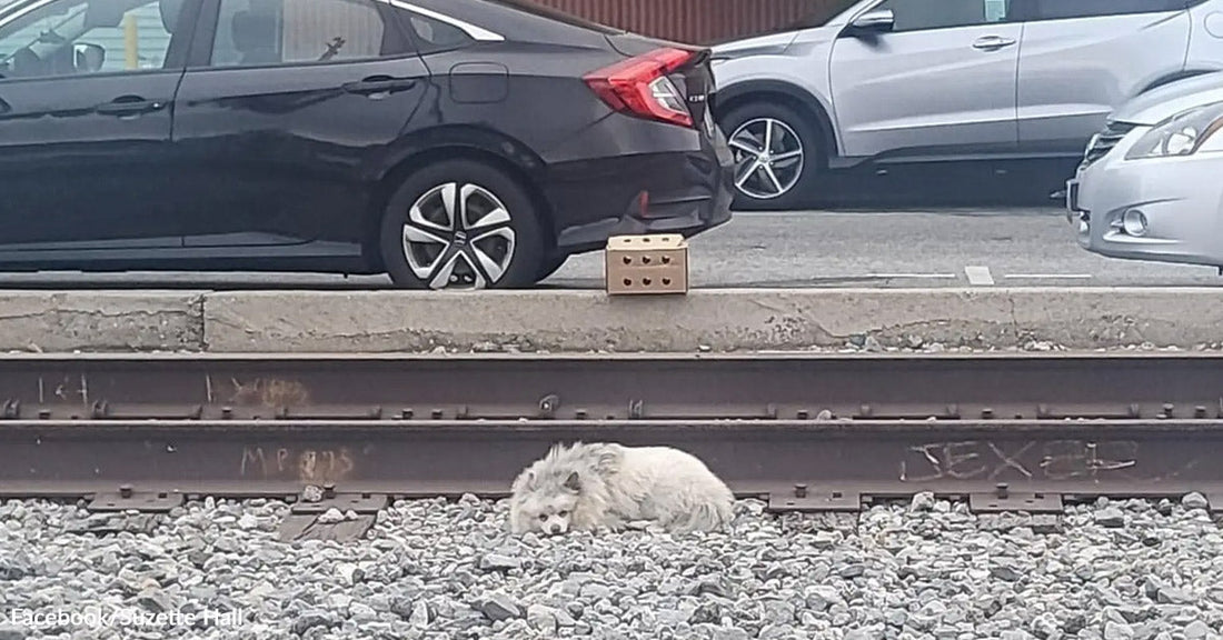 Small white fluffy dog curled up on gravel beside railroad tracks, with parked cars and a wooden fence in the background.