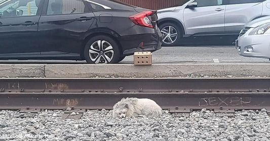 Small white fluffy dog curled up on gravel beside railroad tracks, with parked cars and a wooden fence in the background.