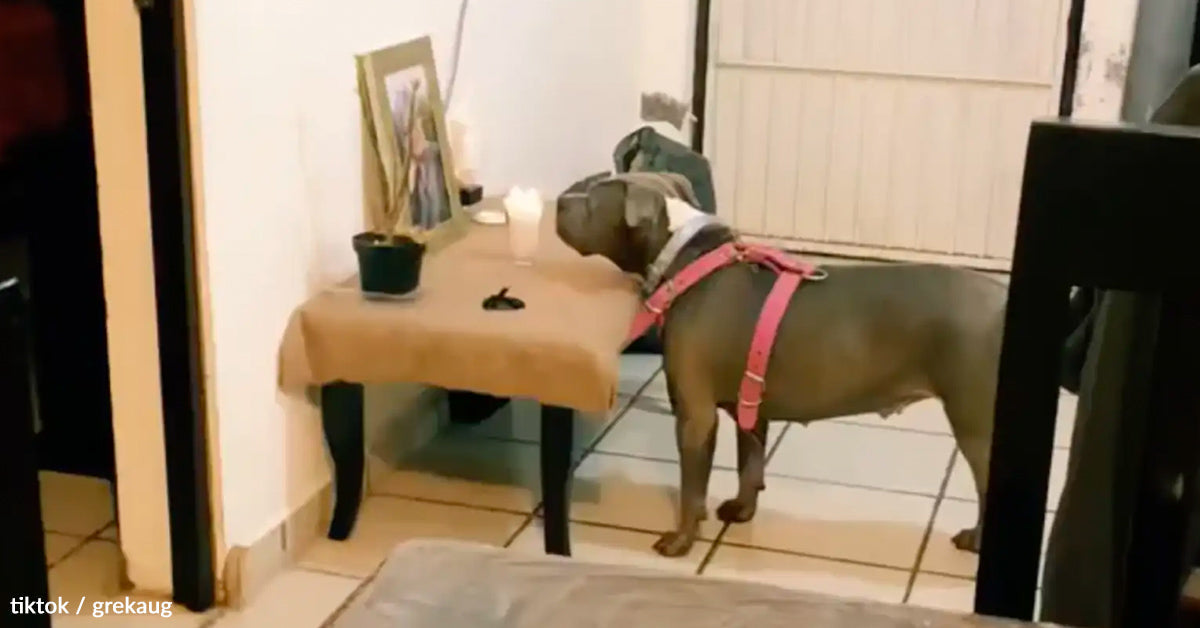 Grieving Dog Stares At Her Best Friends Photo Hoping For One ...