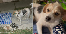 Small white-and-tan scruffy dog stands alone on a concrete patio at night beside a water bowl and folded towel, then appears healthy indoors in a close-up.