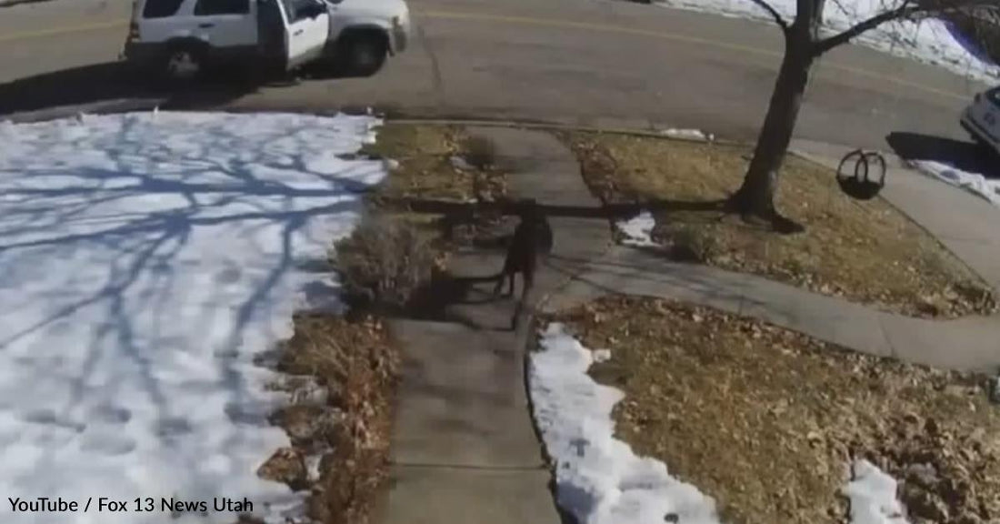 Family Dog 'Scared of Everything' Goes after Porch Pirate