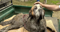 Mud-covered Saint Bernard lying in the bed of a utility vehicle while a person gently pets the dog’s head.