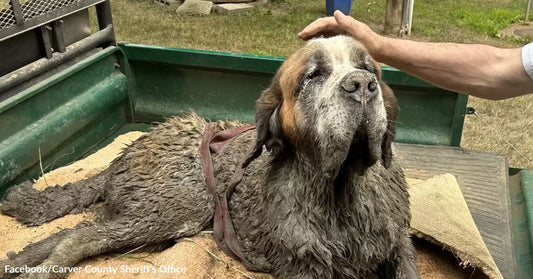 Mud-covered Saint Bernard lying in the bed of a utility vehicle while a person gently pets the dog’s head.
