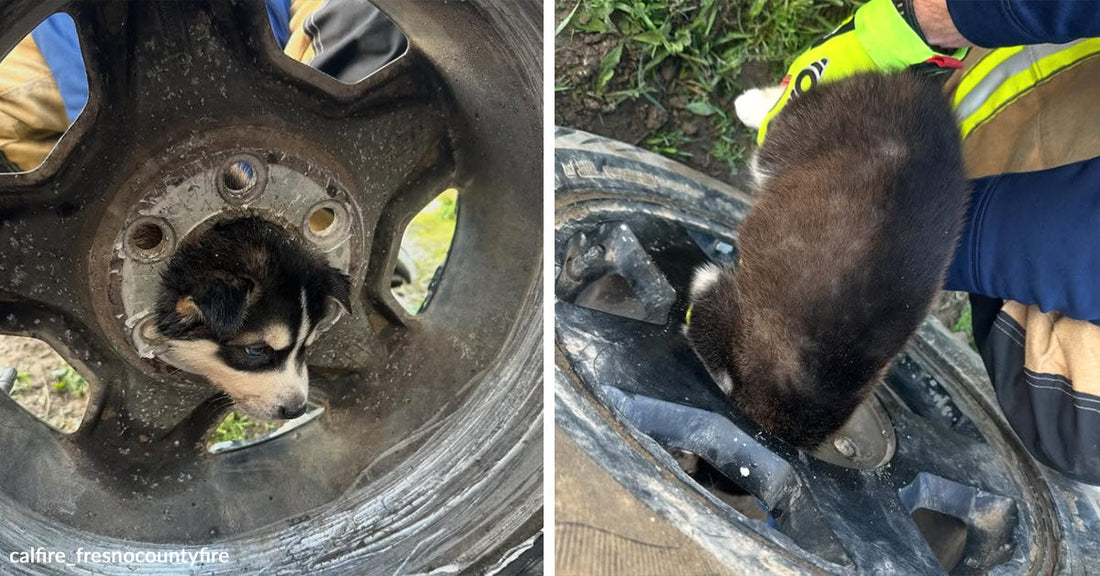 Split image of a small puppy stuck in the center hole of a tire rim before and during rescue.