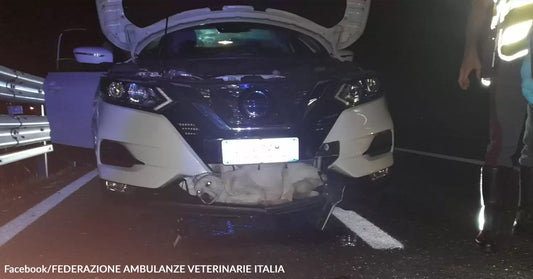 Front view of a damaged car with a dog inside the hood at night.