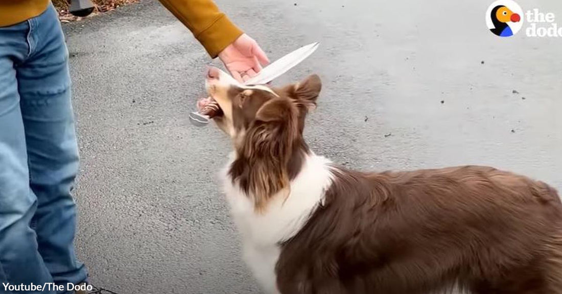 Brilliant Dog Unexpectedly Develops a Sword-Fighting Hobby