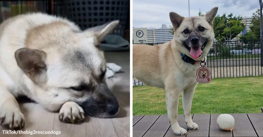 Shelter Dog Waits Three Long Years Then Gets Adopted Only To Lose Everything Again