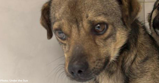 Dog Swung in the Air by Collar and Thrown Off Cliff Miraculously Survives