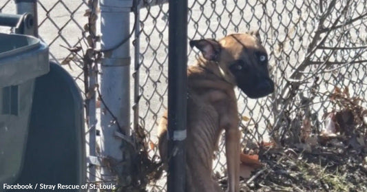 Skinny dog peeking around a fence near a garbage can in an outdoor setting.