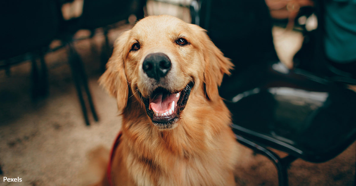 Study Shows Dogs Learn Faster and Happier with Praise and Petting ...