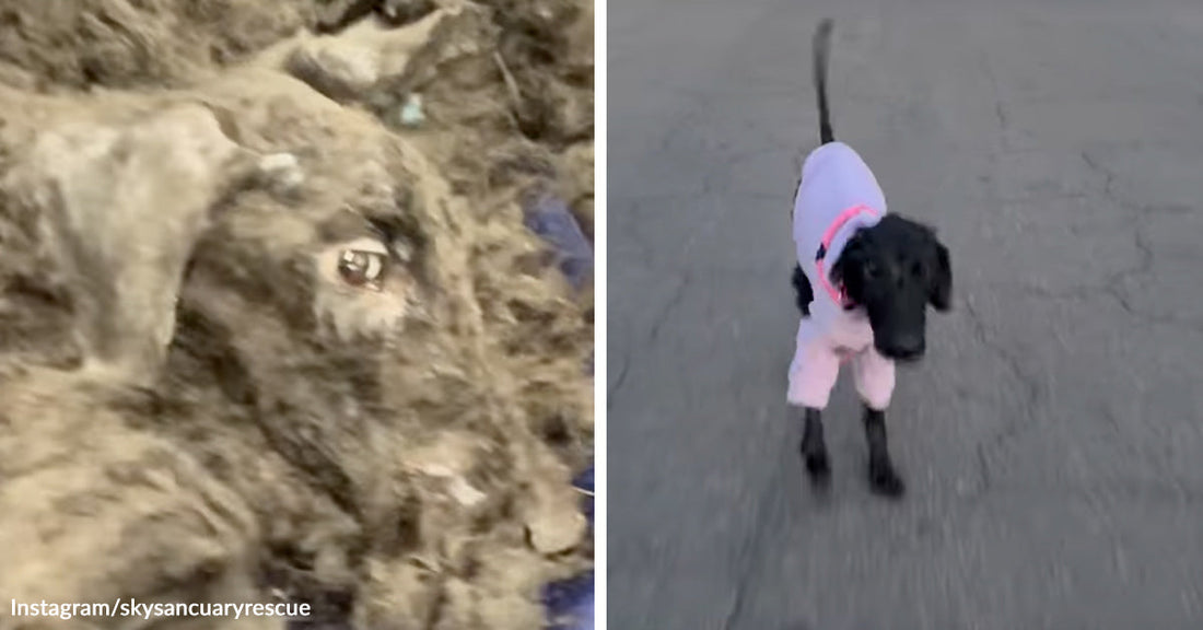 Split image showing a severely matted dark dog before rescue on the left and the same dog after grooming, wearing a pink outfit, on the right.