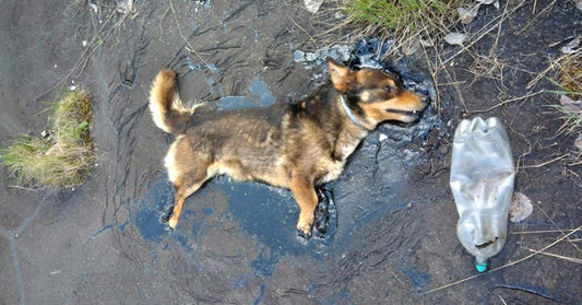 Dog Trapped In Tar Used All His Strength To Bark For Help