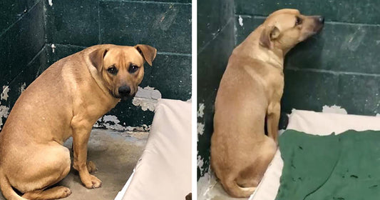Family Dumps Their Dog At Kill Shelter For Eating Out Of The Garbage Can