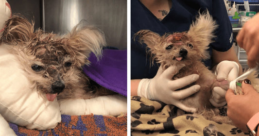 Dog Found Inside A Trash Can With Head Injury Dies Days After Being Rescued