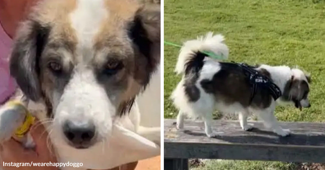 Split-screen showing a close-up of a rescued mixed-breed puppy with worried eyes and the same dog later walking confidently outdoors in a harness.