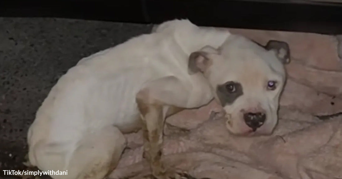 Thin white puppy with a dark patch around one eye curled up on a blanket, looking weak and tired.