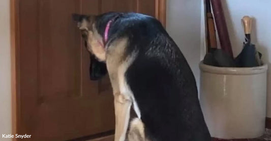A dog sitting and looking at a closed door in a home setting.