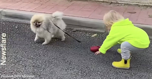 Adorable Toddler Out for a Walk with Her Dog Has Her Parents in Stitches with "Hilarious Fail"