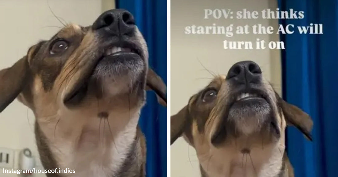 Split image of a small brown dog looking upward in close-up, with text overlay joking that she thinks staring at the air conditioner will turn it on.