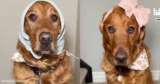 Mom Forces Dog to Wear All the Items He's Stolen from the Baby