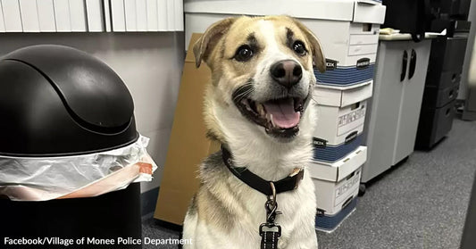 Smiling dog sits in an office next to a trash can and stacked boxes.
