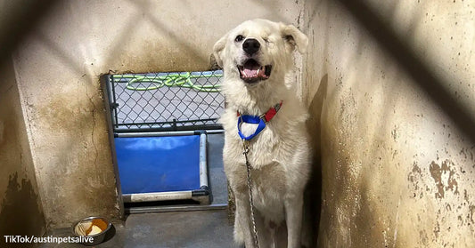 A white dog sits inside a kennel behind chain-link fencing, with multiple bowls of food placed nearby.