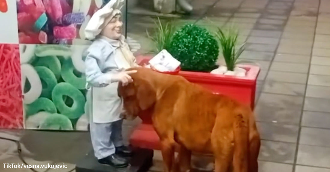 Brown dog stands beside a smiling chef statue outside a storefront with colorful candy images in the background.