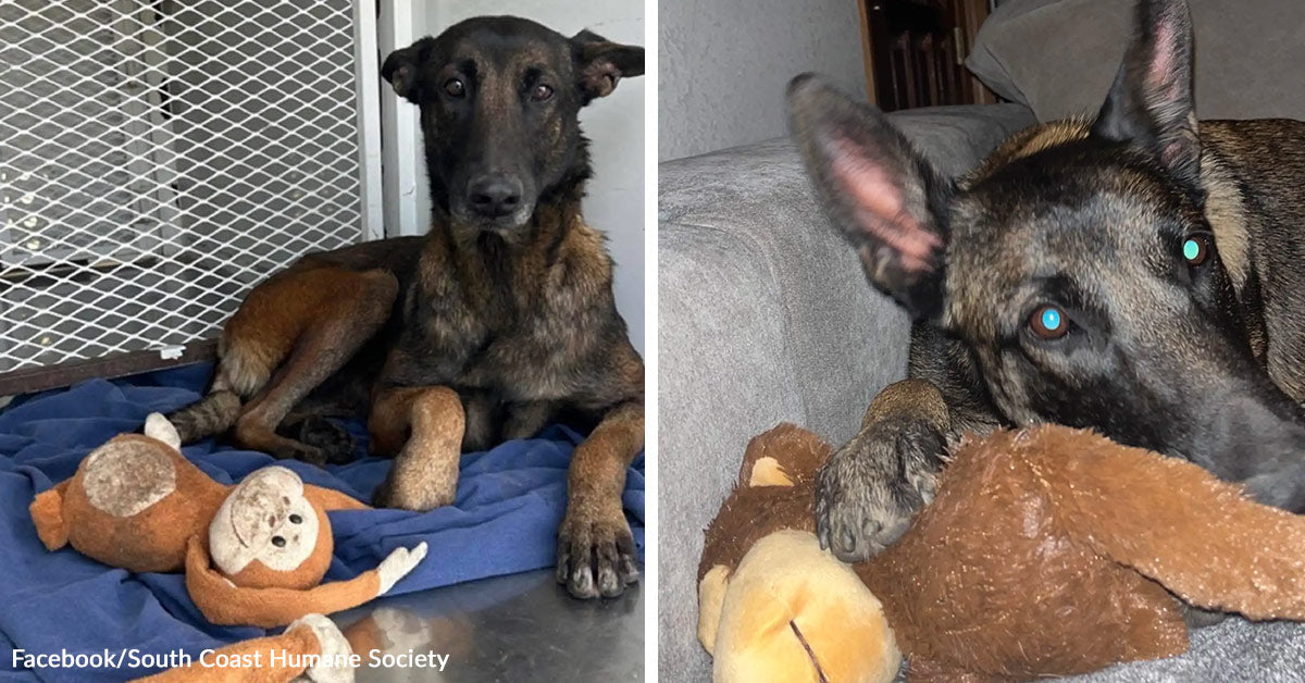 Abandoned Dog Loses Her Family But Clings To The Stuffed Monkey They ...
