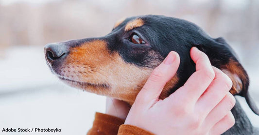 10 Dog Breeds That Don't Do Well in Cold Weather