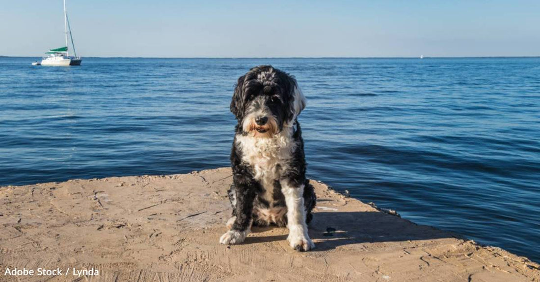 10 Dog Breeds That Love the Water