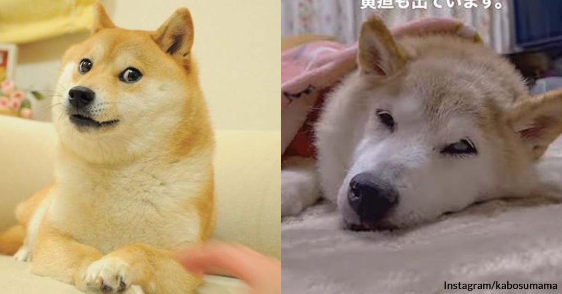 Shiba Inu of the Well-Known “Doge” Meme Diagnosed with Two Scary Illnesses