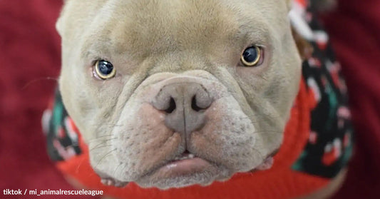 Close-up of a French bulldog wearing a festive sweater, looking curiously at the camera.