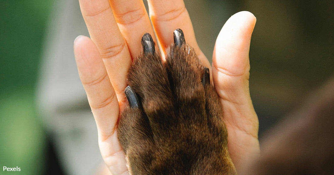 Sick Puppy With 'Kill' Shaved Into His Side Survives And Finds Forever Home