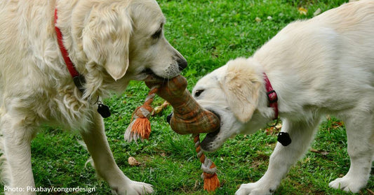 Playing Tug-Of-War Can Be Fun & Beneficial For Dogs