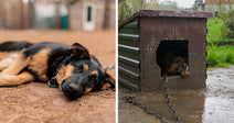 Split image showing a chained black-and-tan dog lying on dirt beside a muddy doghouse where another chained dog rests inside.