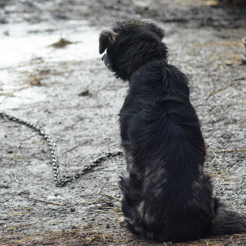 Dark-coated dog sitting alone on muddy ground beside a heavy chain attached to a stake.
