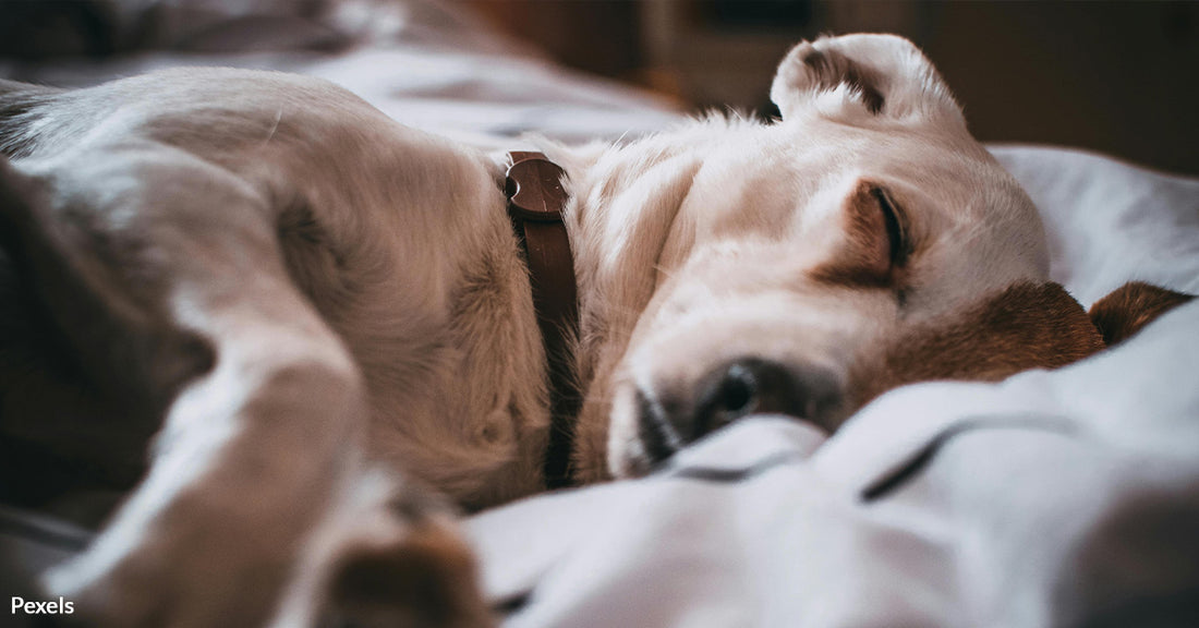 Dogs Are Digging in Their Beds for More Than Just Comfort