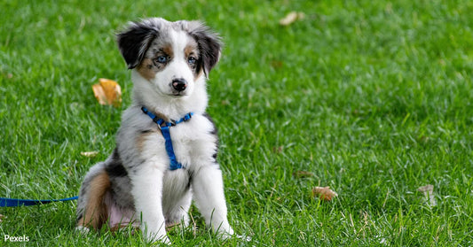 Unlocking the Mystery Behind Your Dog’s Grass-Eating Habit