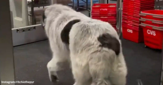 A large black-and-white dog walks through the entrance of a CVS store past red shopping baskets.